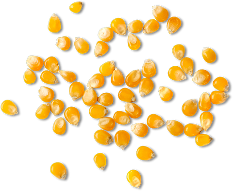 Sea Salt